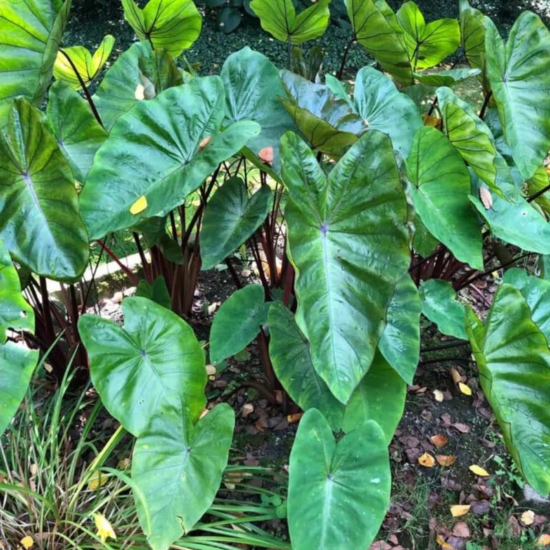 Elephant Ear Plants, Rare Colocasia Plant Live, Perennial Esculenta Taro Alocasia 4-8 Inch Tall, Indoor Outdoor Garden (Hawaiian)