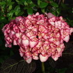 Hydrangea Tree Plants Live 5-9" in Tall, No Pot, 5-11" in Tall, Change Color Perennial Planting Indoor Outdoor, Long Lasting Blooms Flower (Double Petals, Pink White to Blue)