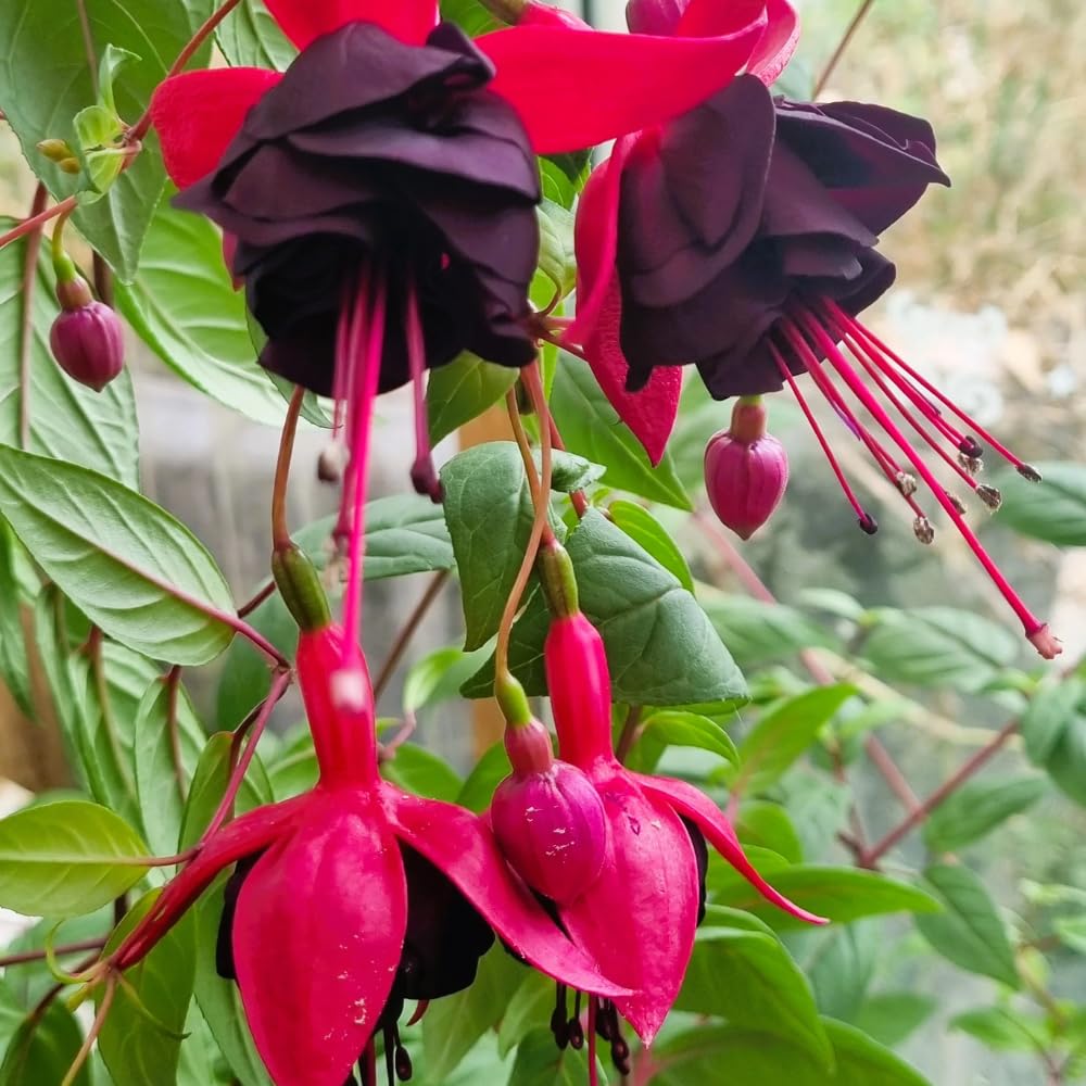 2 Fuchsia Live Plants, Fuchsia Flower Perennial for Outdoor Garden 3 to 5 Inches (Black)