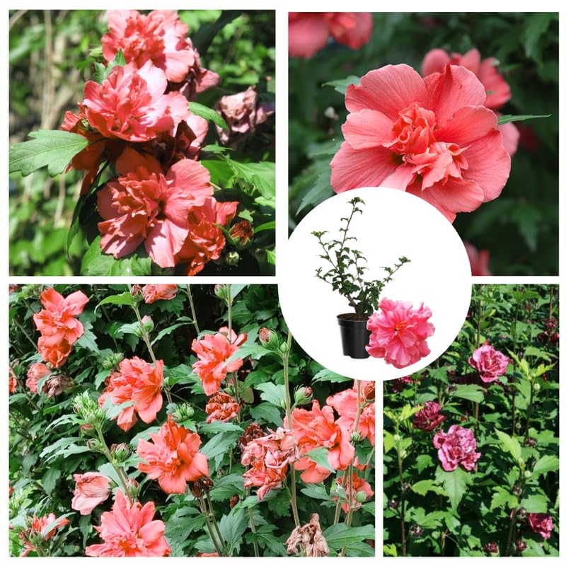 Mixed Rose of Sharon Plant, Hardy Hibiscus Bush Shrub Well-Rooted 7-13" Tall Althea Shrub with Summer Blooms for Outdoor Landscape