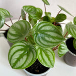 Peperomia Plant Live, Peperomia Live in 3.5 Inches Pot, Tropical Houseplant for Indoor Planting, Compact Plant for Home Office Decor, 4 to 6 Inches Tall (Variegated Peperomia)