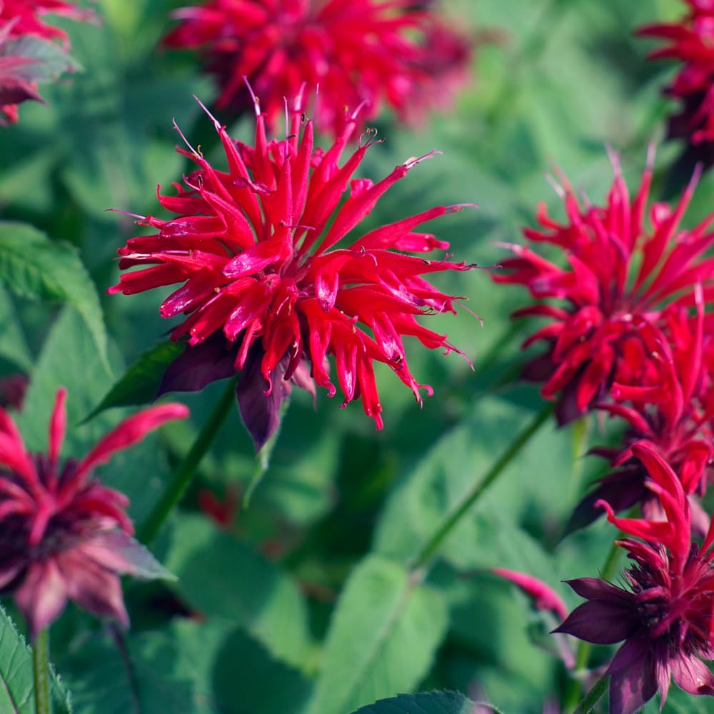 Red Bee Balm Live Plant, 2-5" Tall Monarda Flower Starters, Rooted in Soil, No Pot, Bee Balm Flower Plant Perennial, Outdoor Garden Herb, Easy to Grow