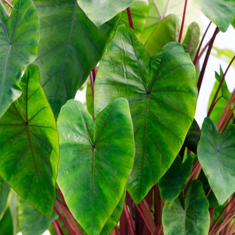 Elephant Ear Plants, Rare Colocasia Plant Live, Perennial Esculenta Taro Alocasia 4-8 Inch Tall, Indoor Outdoor Garden (Hawaiian)