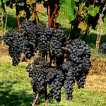 Summer Royal Grape Vines Live Plants for Planting, 5-10" Grape Tree for Outdoor Garden, Dormant in Winter, Cold Hardy, Sweet Flavor