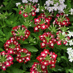 Red Verbena Plants Live in 4'' Pot, 4-7 Inches, Perennial Verbena Flowering Plants for Ground Cover, Hanging Baskets