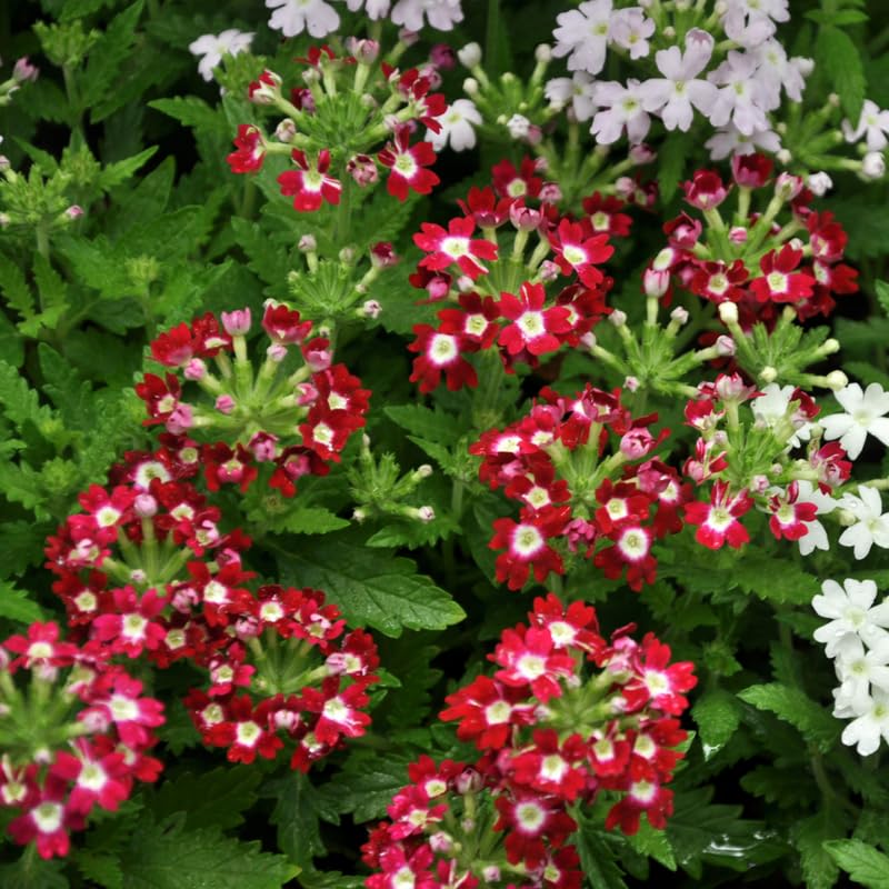 Red Verbena Plants Live in 4'' Pot, 4-7 Inches, Perennial Verbena Flowering Plants for Ground Cover, Hanging Baskets