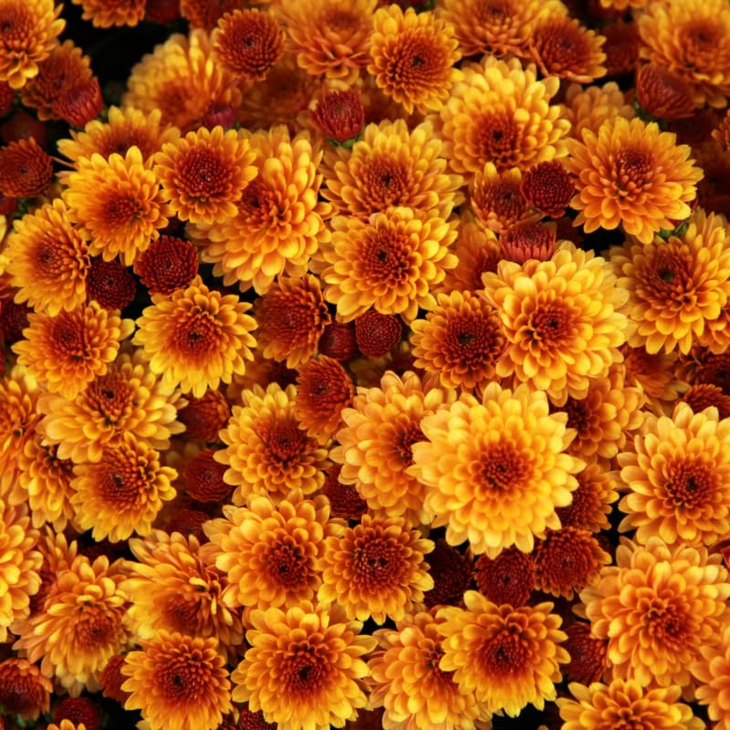 Yellow Orange Chrysanthemum Plant, Set 2 Mums Plants Live, Hardy Perennial Mum Live Plant, 3 to 6 Inch Tall Garden Mum Starter Plants for Garden Beds, Containers, Vibrant Fall Blooms, No Pot