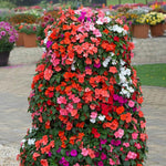 Impatiens Plant Live, Random Colors Plant, Impatiens Flower Plants, 3-5" Perennial Impatien for Planting Outdoors