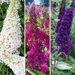 AVERAR 3 Buddleia Butterfly Bush Live Plant Ready to Plant Outdoor, Random Blooms, Starter 5 to 9 Inches Tall, Cold Hardy and Fragrant, Zones 5-9