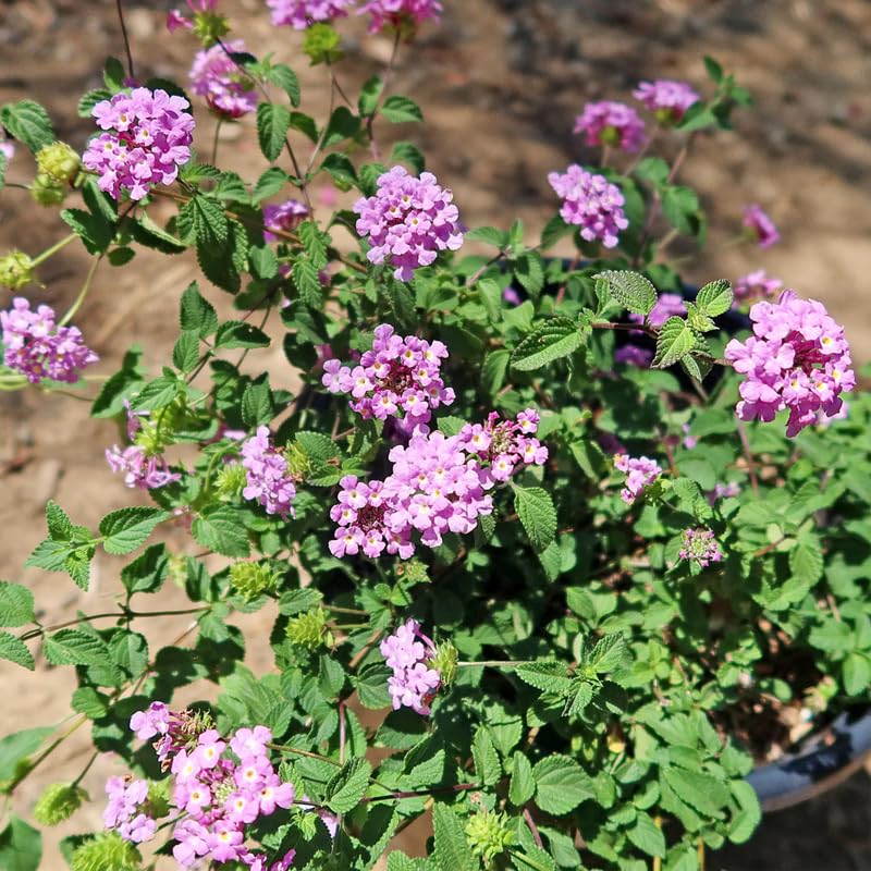 Set 2 Traling Lavender Lantana Plants Live, Perennial Lantana Flowering Plants 4-8 Inches, Bright Flowers Outdoor