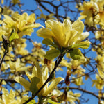 Magnolia Tree Live Plant, Yellow Magnolia Plant Live, 5 to 7 Inches, Tropical Shrub Plants