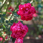 AVERAR Combo 6 Pink Rose Cuttings, 5–8 Inch Long Starter Cuttings for Planting, Rose Bush Flower Plant for Garden Outdoor Growing