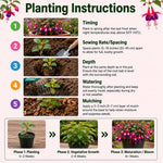 Set 2 White Purple Fuchsia Plants Live 4-7 Inches Tall, Colorful Hanging Flower Plants for Patio, Garden and Containers