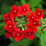 Verbena Plants Live, Verbena Plant from 4-8 Inches Tall, Long Blooming Outdoor Flower Plant for Garden Beds, Hanging Baskets and Containers (Red)