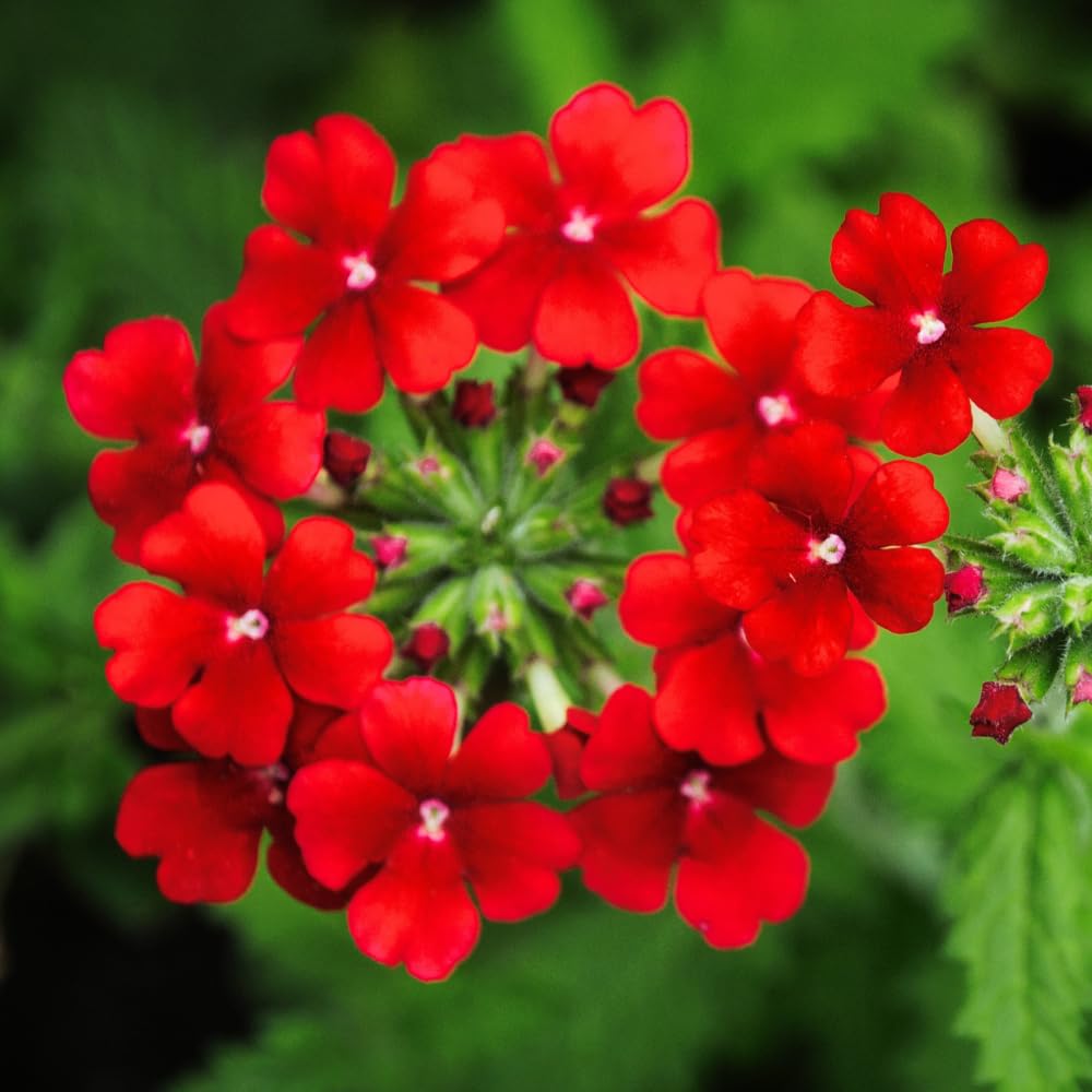 Verbena Plants Live, Verbena Plant from 4-8 Inches Tall, Long Blooming Outdoor Flower Plant for Garden Beds, Hanging Baskets and Containers (Red)