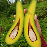 2-3Ft Avocado Trees Live Plants, Grafted Long Neck Avocado Plant Live Tree in Pot, No CA