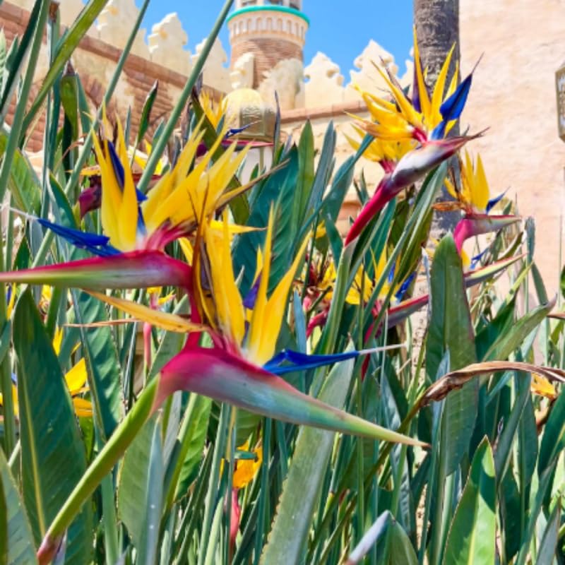 Bird of Paradise Plant Live, Yellow Bird of Paradise Live Plant from 9 to 12 Inches Tall, Flower Bush Plant