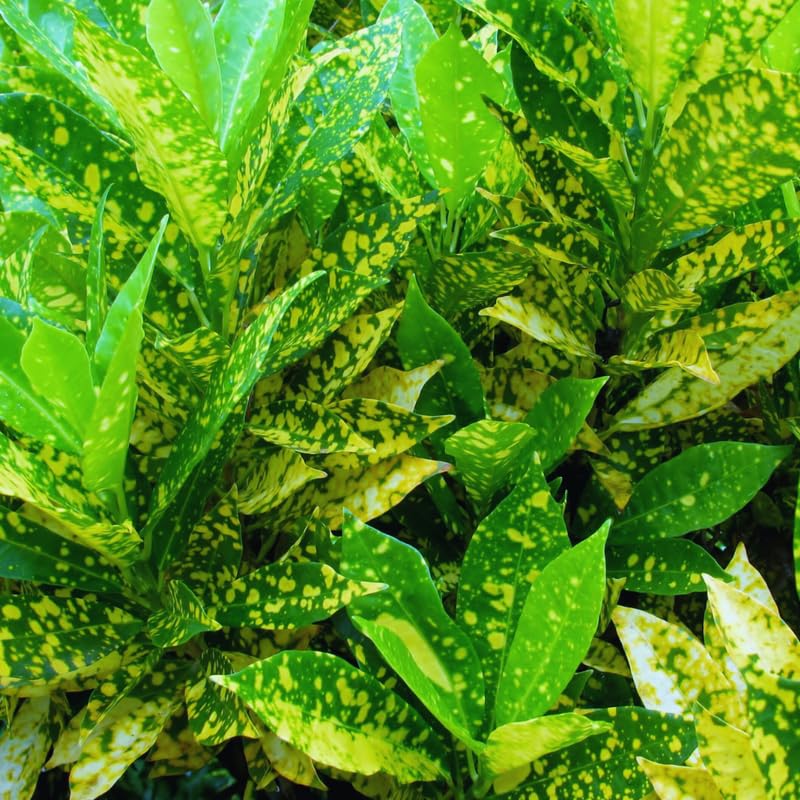 2 Live Croton Plants Live, Green Yellow Croton Plant, 5 to 6 Inches Long, Croton Live Plant for Garden