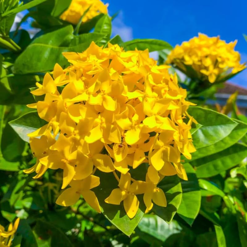 2 Yellow Ixora Live Plants, Well-Rooted Flowering Ixora Shrub Seedlings, 4-9” Tall, Tropical Ixora Bush for Indoor or Outdoor Garden