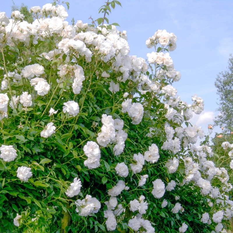 White Climbing Rose Live Starter Plant, Fragrant White Rose Ready to Plant, Climbing Rose for Planting Outdoor, No Pot, 1 Year Old Rose Plant