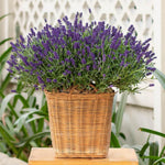 1 Live Hidcote Blue Lavender Plant for Outside Planting, Perennial Lavandula Plants Live Fragrant Flowers, Well-Rooted 5-8" for Spring Bloom