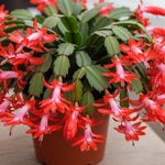 4 Red Easter Cactus Plants Live, Starter Holiday Cactus Plant for Indoor Outdoor Houseplants, False Christmas Thanksgiving Cactus Plants Like, Cold Hardy, 5-9" in Tall, No Pot