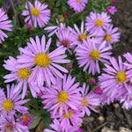 Set 2 Hardy Aster Plants Live, Perennial Aster Flowers for Planting Outdoor, Container, Garden 4-8 Inches - Pink Blooms