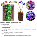 Hydrangea Tree Plants Live 5-9" in Tall, No Pot, 5-11" in Tall, Change Color Perennial Planting Indoor Outdoor, Long Lasting Blooms Flower (Double Petals, Pink White to Blue)
