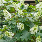 Reblooming Hydrangea Flowers, Hardy Hydrangea Plant Live Bush Shrub, 5-8" Tall Well-Rooted for Garden, Change Colors (Light White)