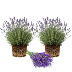 Set 2 Lavender Plants Live, Lavandula Perennial Flower Plants Indoor Outdoor, Well Rooted 4 to 8 Inch Tall to Grow (Provence Lavender)