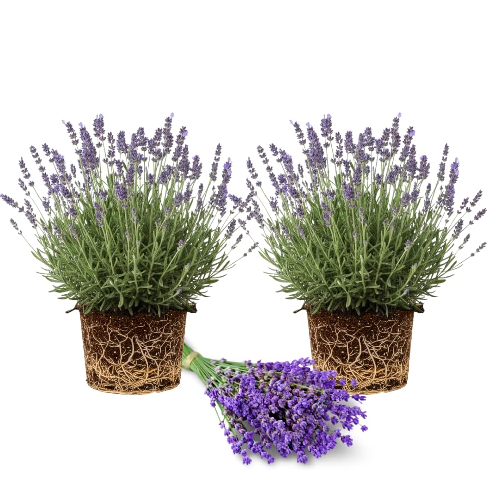 Set 2 Lavender Plants Live, Lavandula Perennial Flower Plants Indoor Outdoor, Well Rooted 4 to 8 Inch Tall to Grow (Creek Lavender)