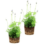 2 Lavender Plants Live Indoors, 4-8" Tall, Lavandula Perennial Flower Plants for Planting Outdoors Home Garden (Blue Lavender)
