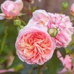 Rose Plant Live, Hybrid Tea Rose Bush Live Plant, 5-9 Inch Tall, Fragrant Flowers Shrub Ready to Plant Outdoor, No Pot, Well-Rooted (English Rose)