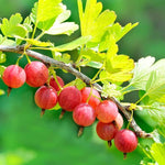 5-9" Tall Gooseberry Bush Live Plant, Gooseberry Plant Live for Growing, Gooseberry Tree Live Plant, Well Rooted