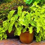 Combo 2 Black Green Colocasia Live Plants, 5 to 8" in Tall, Elephant Ear Esculenta Taro Alocasia Live Plant for Planting, Live House Plant Colocasia