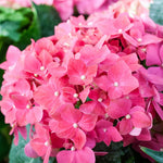 Hydrangea Bush Tree Plants Live, 5-9" Tall, No Pot, Dormant in Winter, Change Color Perennial Planting Indoor Outdoor, Long Lasting Blooms Flower (Pink to Blue)
