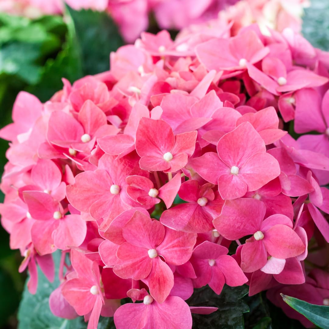 Hydrangea Bush Tree Plants Live, 5-9" Tall, No Pot, Dormant in Winter, Change Color Perennial Planting Indoor Outdoor, Long Lasting Blooms Flower (Pink to Blue)