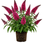 2 Raspberry Butterfly Bush Plants Live, Vibrant Buddleia Plants 4-7 Inches, Colorful Flowering Shrub for Outdoor Garden