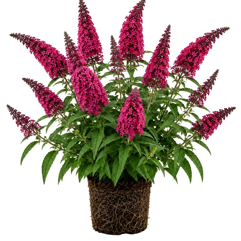 2 Raspberry Butterfly Bush Plants Live, Vibrant Buddleia Plants 4-7 Inches, Colorful Flowering Shrub for Outdoor Garden