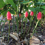 4 Awapuhi Shampoo Ginger Roots for Planting, Zingiber Zerumbet Fresh Ginger Rhizomes, Live Ginger Lily Perennial Garden Simple to Grow
