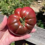 Red Purple Tomato Plant Live, Red Fruit, Tomato Vegetable Plant Live for Outdoors Gardening, 4-6 Inches Tall in 4 Inch Pot