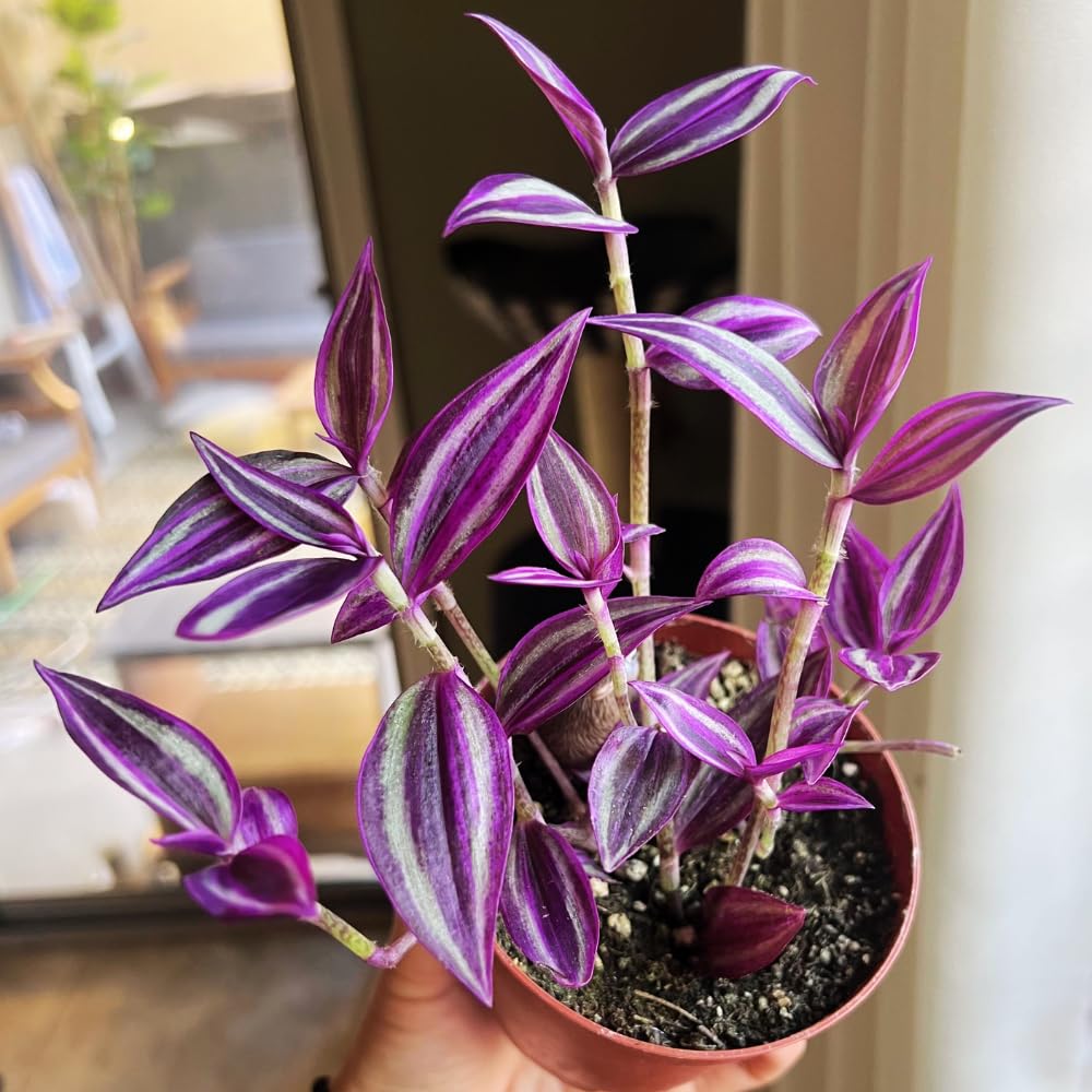Pink Wandering Jew Plants, Tradescantia Plant in 3 Inch Pot, Live Trailing Houseplant - Easy Care Indoor Wandering Jew Plant