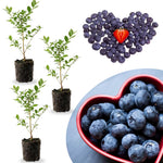 3 Assorted Southern Highbush Blueberry Bushes Seedlings, High-Yield Blueberry Trees Live Plants, 6 Months Old, Starter 3-6" in Tall, Cold Hardy Zones 4-7