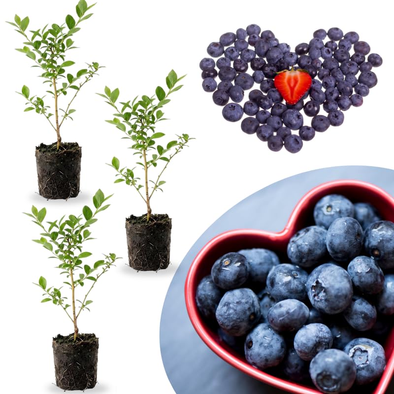 3 Assorted Southern Highbush Blueberry Bushes Seedlings, High-Yield Blueberry Trees Live Plants, 6 Months Old, Starter 3-6" in Tall, Cold Hardy Zones 4-7