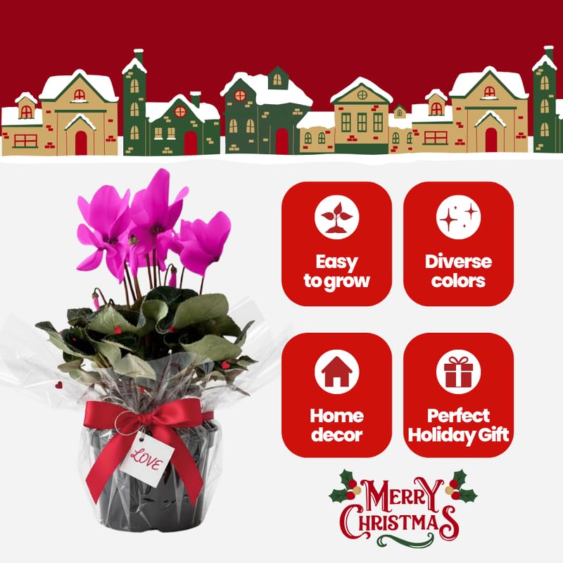 2 Pink Cyclamen Plants Live in 4" Pot, Already Bloom in Vibrant Color, Easy to Care for Indoor or Garden Flowering Houseplant