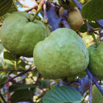 Large Pink Guava Tree for Planting, 18 to 24 Inches Height in Pot, Sweet Guava Trees Fruit for Gardening