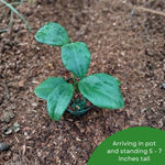 Hoya Quinquenervia Live Plant, Hoya Plants Live Houseplants, Five Veined Foliage, Hoyas Live Plant for Home Decoration, 5 to 7 Inches Tall