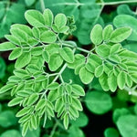 2 Moringa Plants, 12-18 Inch Moringa Oleifera Drumstick Plants Live, Large Moringa Tree in Outdoor Planting, High Yielding