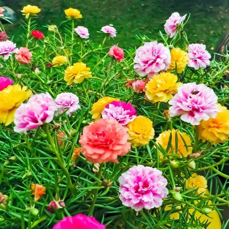 3 Mix Portulaca Moss Rose Live Plants, Clumps 4-8" Tall Double Flowered Moss Roses for Outdoor Garden, Patio, Hanging Baskets