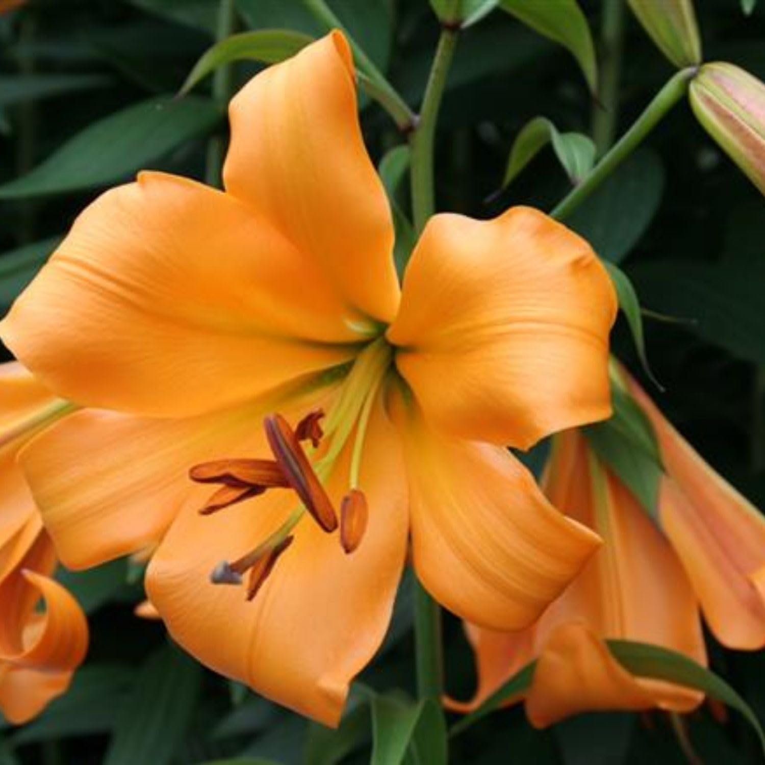 2 Large Orange Lily Bulbs, 4-6 Inch, Orange Lilies Bulbs, Flowering Bulb for Outdoor Garden Beds and Containers